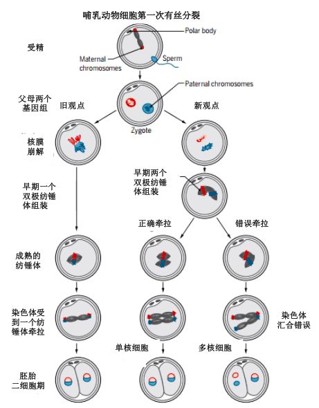 哺乳动物受精卵有丝分裂的新旧观点(来源:science)