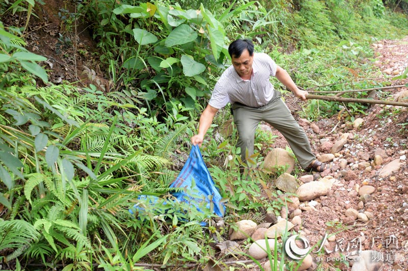 广西上思:26斤蟒蛇进村偷吃被"请"回深山