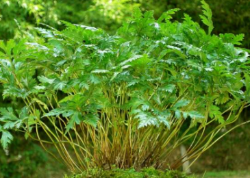 中草药:黄连的繁殖及采收技术