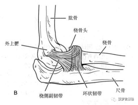 肘关节内侧副韧带损伤及康复训练