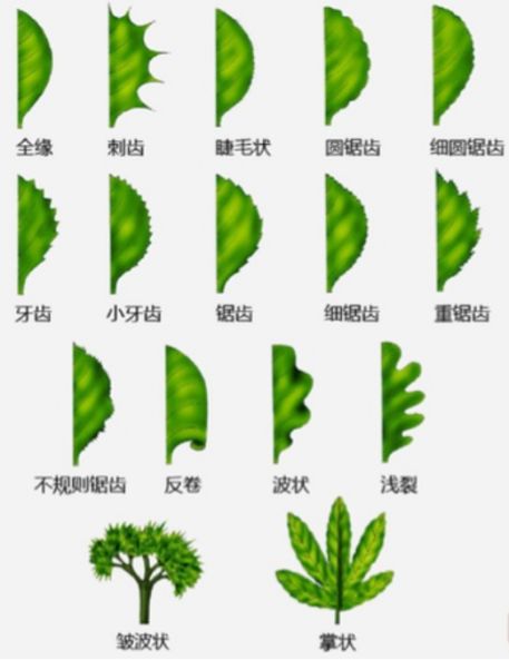 【生命|小贴士】植物生物学必备知识点——实习恶补必备