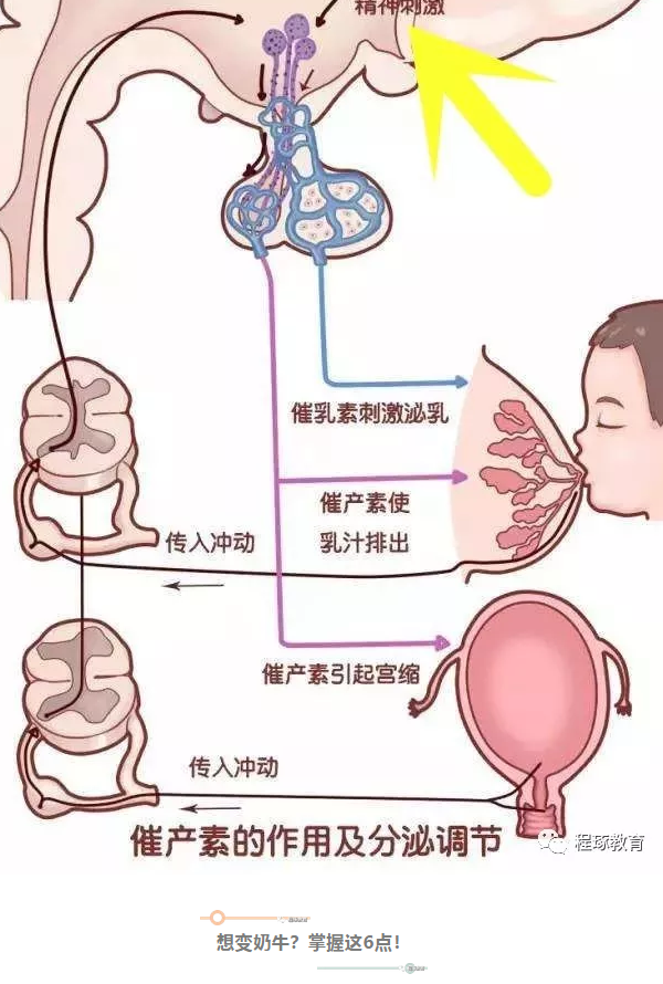 催乳按摩的三个重要穴位