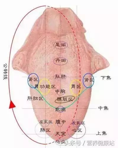 血虚,气虚,痰湿,还是血瘀7种体制?舌诊一看就会!_舌头