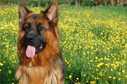 一岁德牧犬口臭不吃食德国牧羊犬口臭