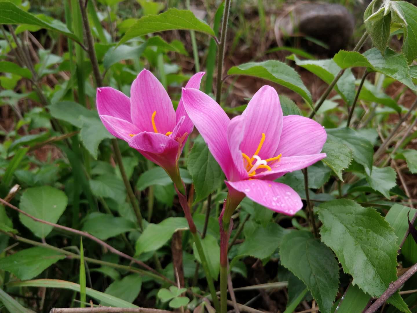 在云南农村有一种野生的粉红小花,如果你见到赶紧挖回来种好,已经很