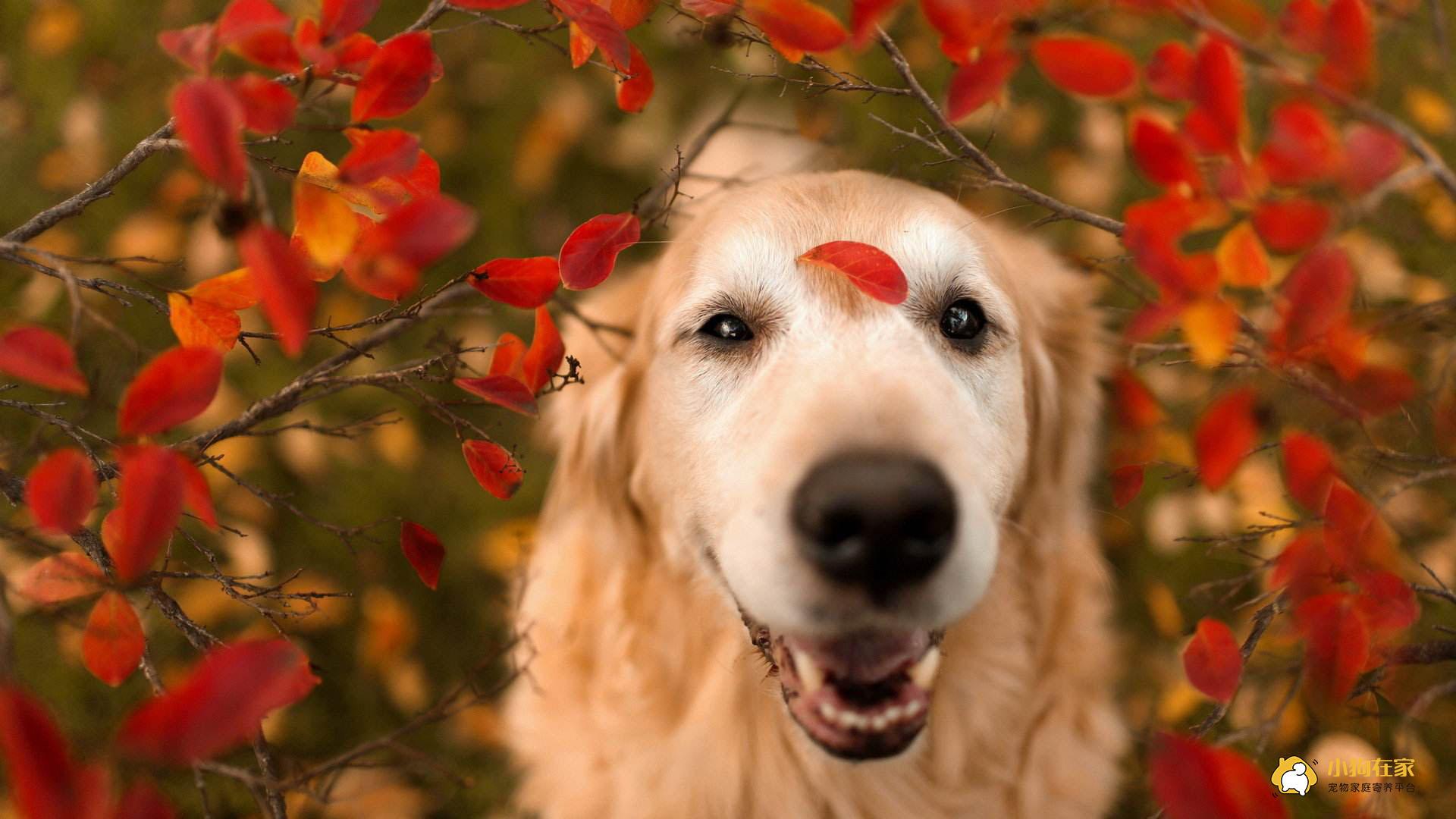 狗狗的生命为什么如此短暂 寿命