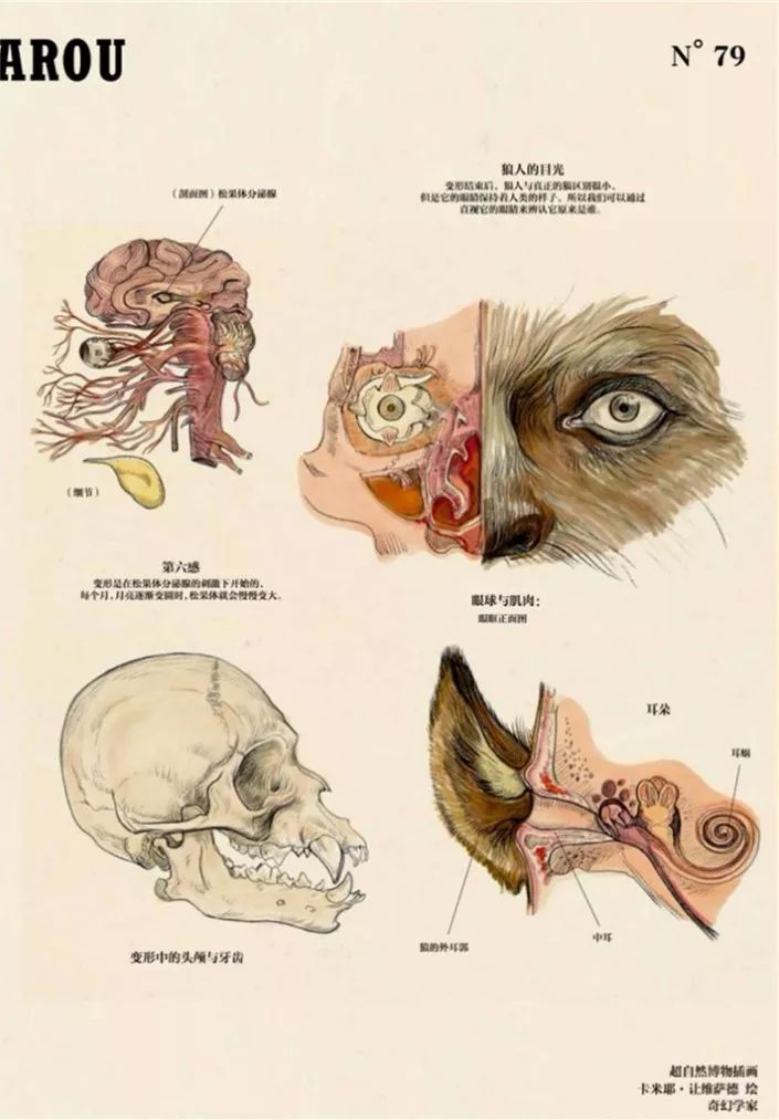 图片来自《超自然变形动物图鉴》