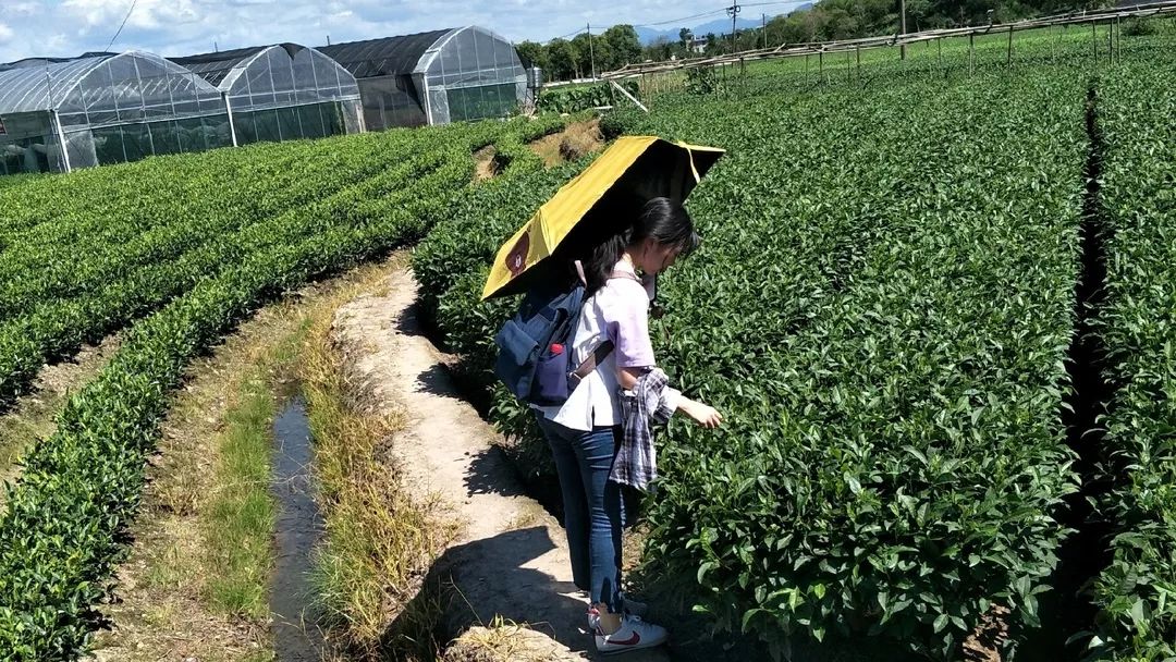 看山看水到丽水,访古问茶到松阳