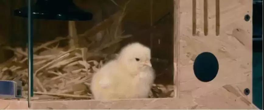 无壳孵化小鸡？是真的！中国首只无壳孵化小鸡“小茶缸”诞生记~