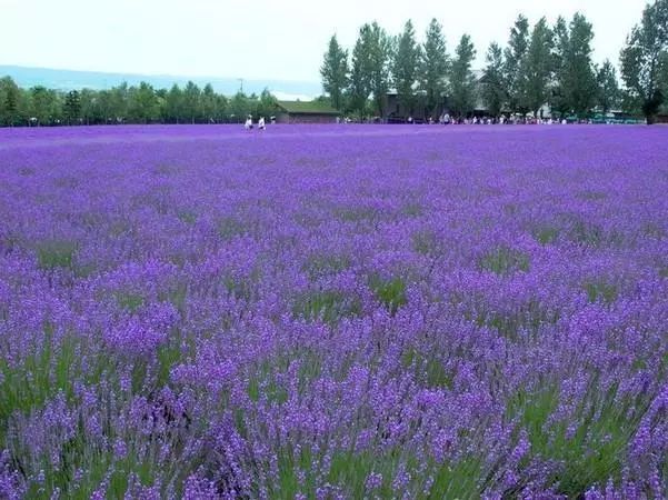 日本北海道薰衣草 花开季节吸引众多中国游客 很多是恋人 紫色