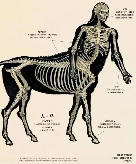 图片来自《超自然变形动物图鉴》