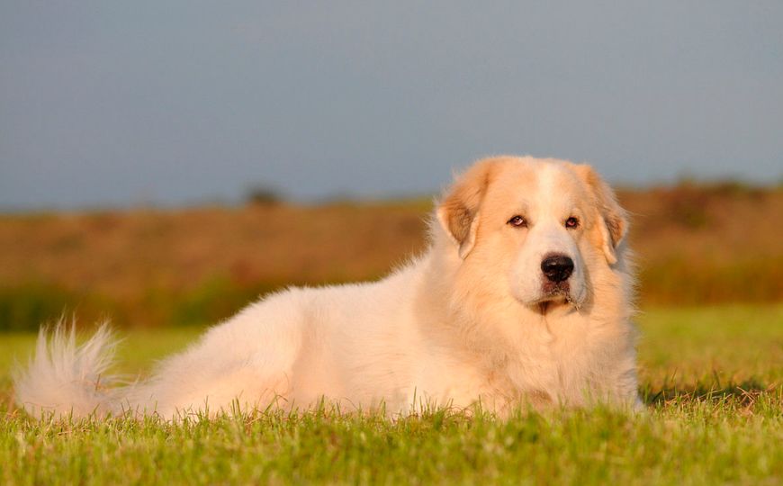 盘点五种温顺的大型犬,名金毛实至名归,你家的上榜了吗