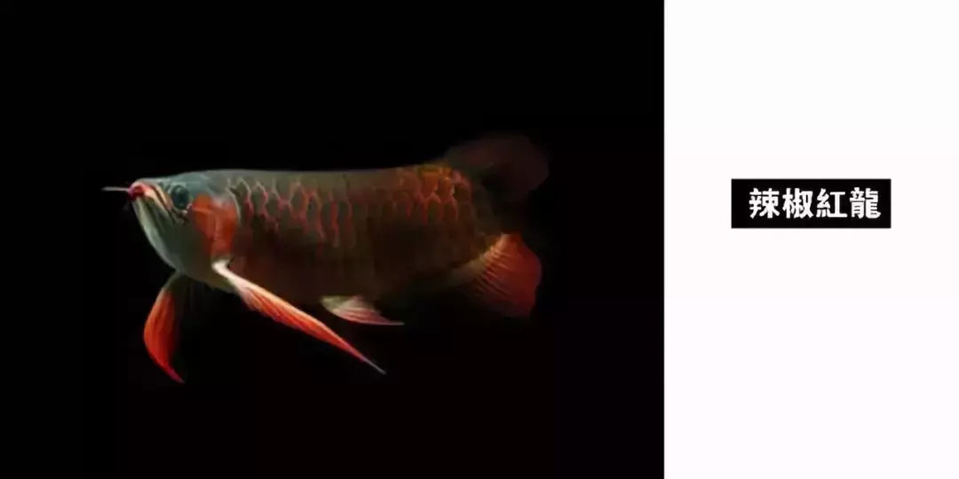 红龙鱼是美丽硬骨舌鱼的红色亚种(其它亚种包括金龙鱼,青龙鱼,这