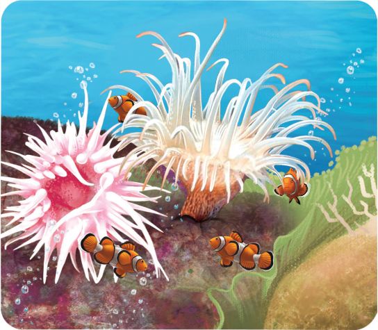 海洋生物比菊花更绚烂海葵