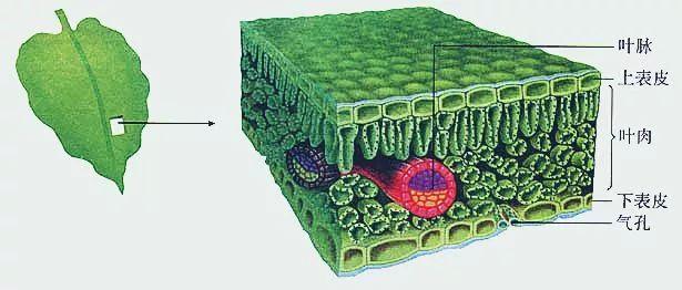原来,菠菜叶上有许多被称为"气孔"的小孔, 气孔被称为植物蒸腾失水