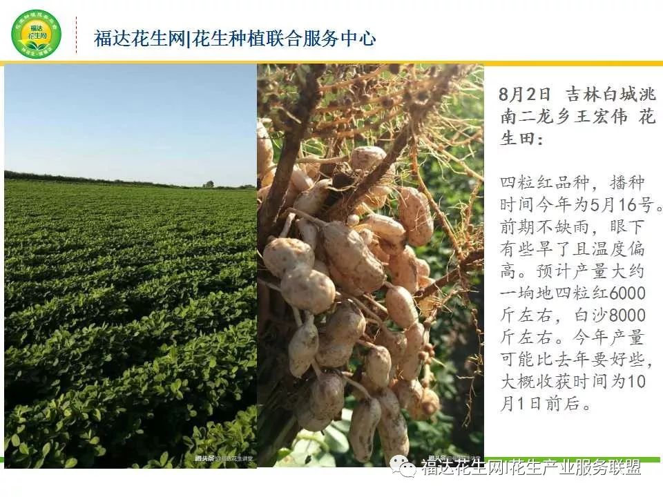 2018年中国花生种植面积及生长情况调研