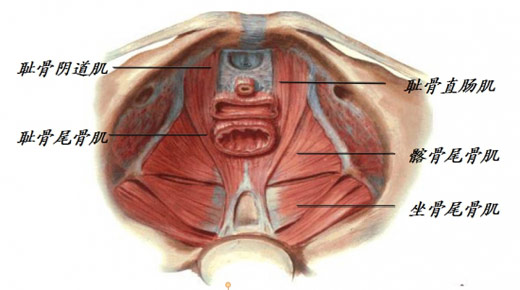 盆底组织科普:骨盆位于身体的中心部位,盆底肌是封闭骨盆底的肌肉群