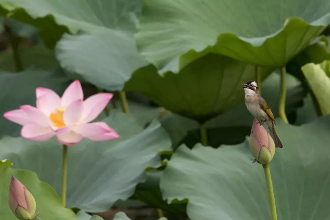 肇庆居然藏着一批绝美仙境!怀集也有,你去过几个?_荷花