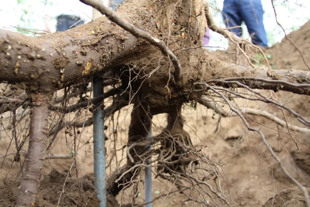 韩明玉等:陕西苹果苗木栽植深度建议