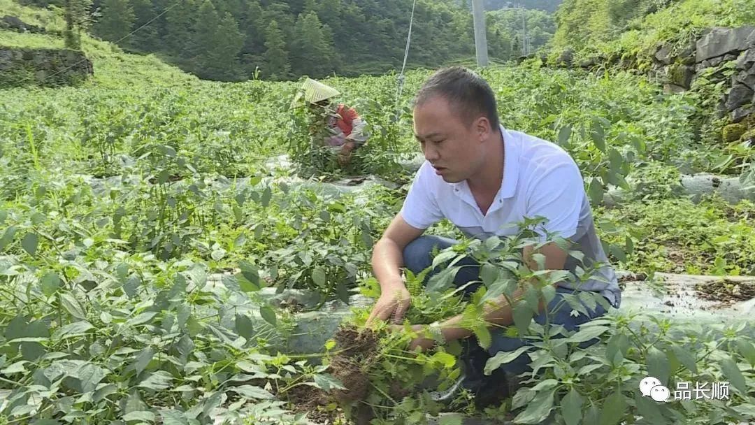 纳傍村人口