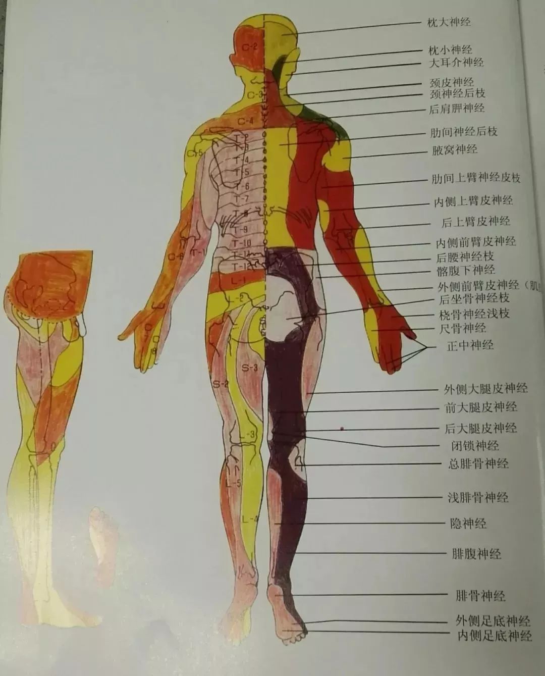 局部解剖学绘图 - 知乎