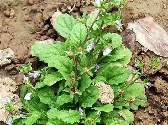 狗尾草, 狗尾巴草,亮光草,阿罗汉草和狐尾.主治:除热,去湿,消肿.