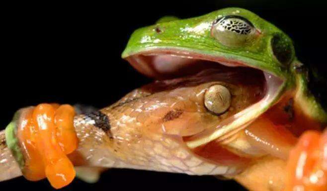 蛇吃青蛙我们都知道但你见过青蛙吃蛇吗