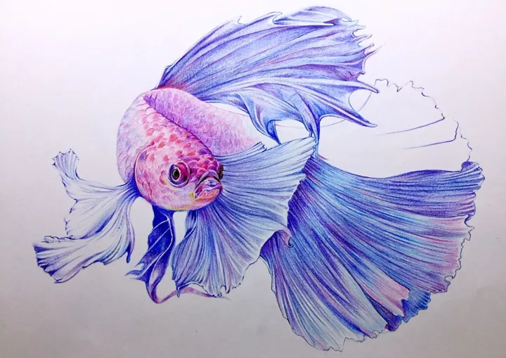 小央美美术:彩铅孔雀鱼,适合自学画画的你!