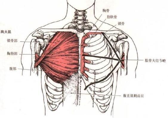 健身高位夹胸和低位夹胸的区别!_胸肌