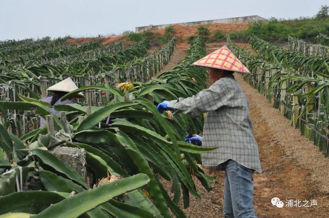 舌尖上的味蕾在哪里?石埇150亩火龙果基地等你来撩