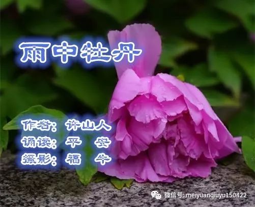 梅园秋语 诗情画意 同题诗之六许山人 雨中牡丹 诵读 平安 第293期 雷雨地