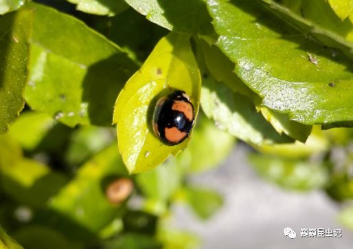 第四种,宽柄月瓢虫属:六斑月瓢虫cheilomenes sexmaculata.