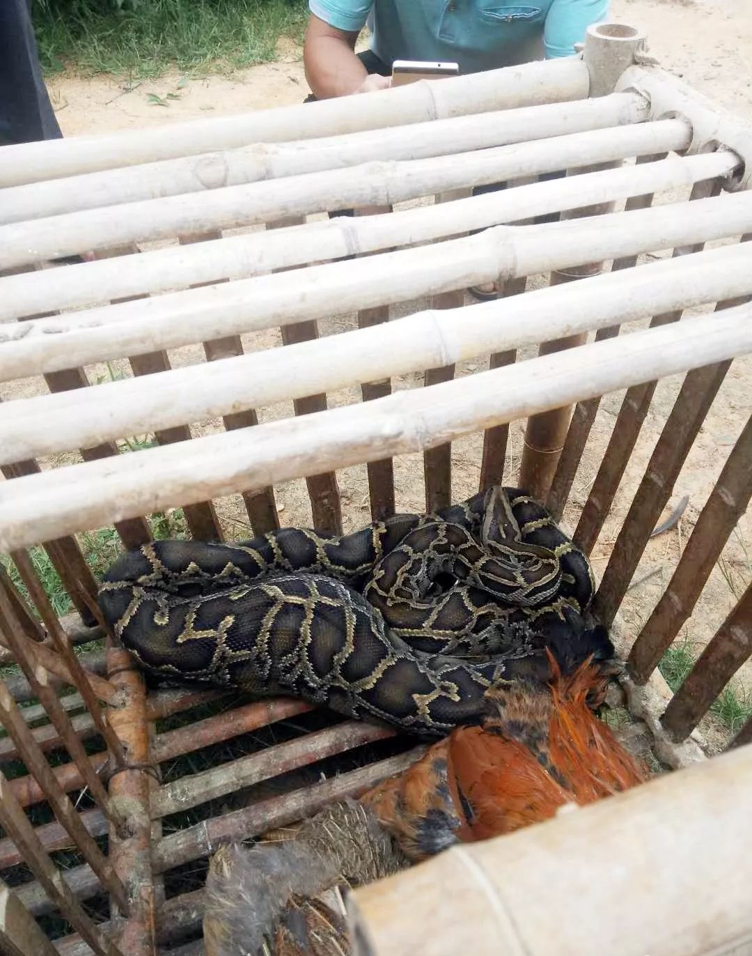 大埔一村民家鸡笼里发现一条大蟒蛇!