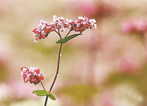 八月鲜花简谱(2)