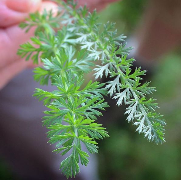 蓍草茎部挺直,高35-100厘米,揭开蓍草神秘的面纱,它还是一种颜值很高