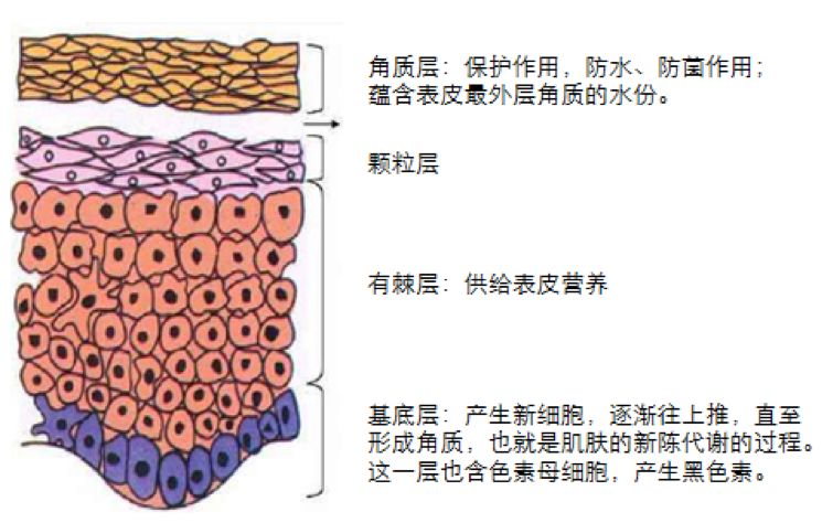 人体皮肤是一个构建精妙的器官,包括表皮层(角质层,颗粒层,有棘层和