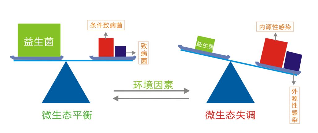 金山银山不如保持肠道菌群平衡