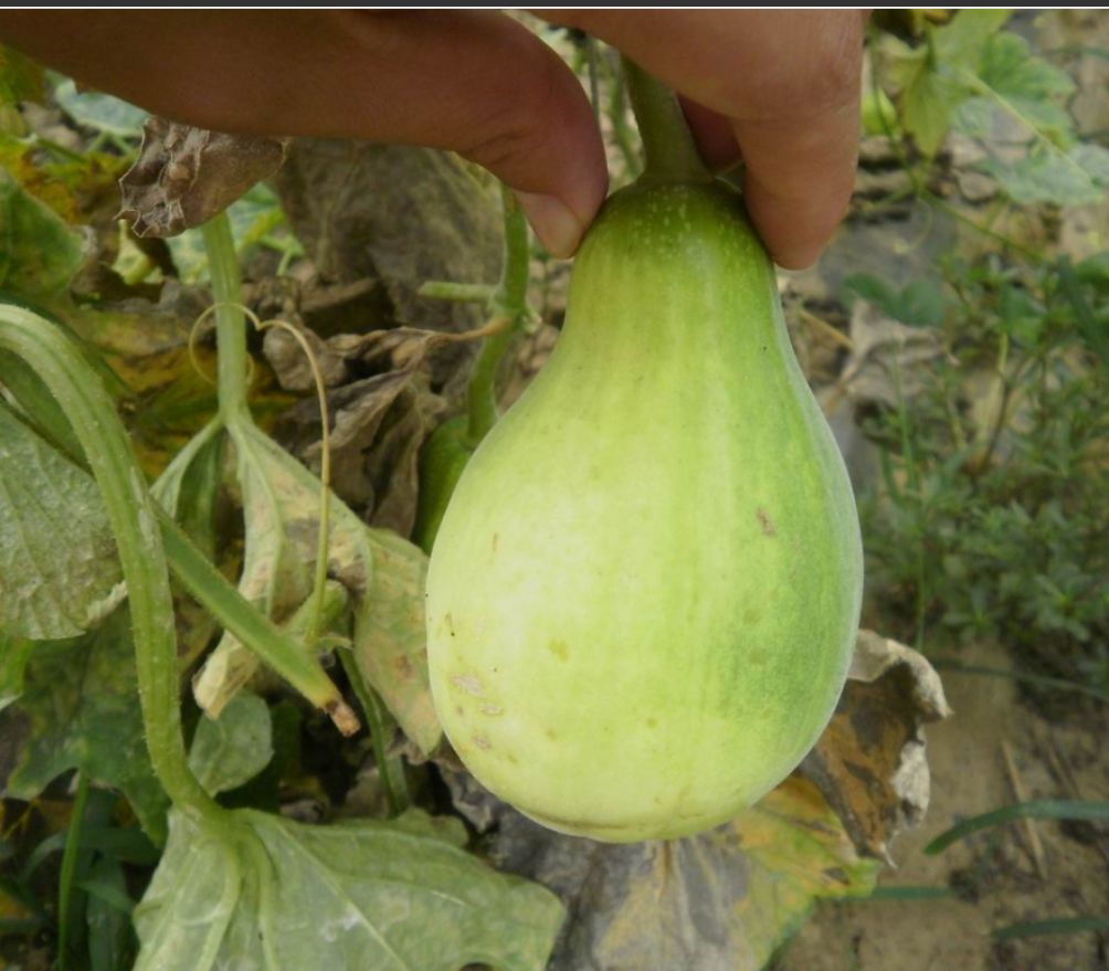 甜瓜养分吸收特点不同种植模式生育时期分享