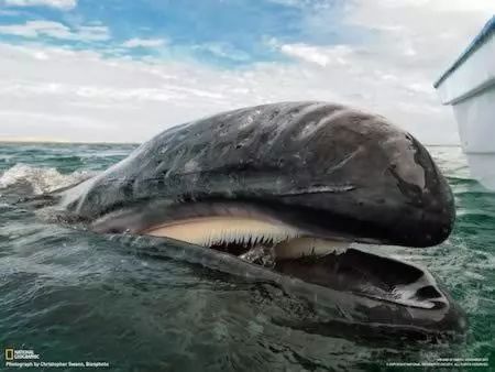 鲸鱼是一种可爱的海洋生物, 分为两类:一类没有牙齿,只有须,叫须鲸