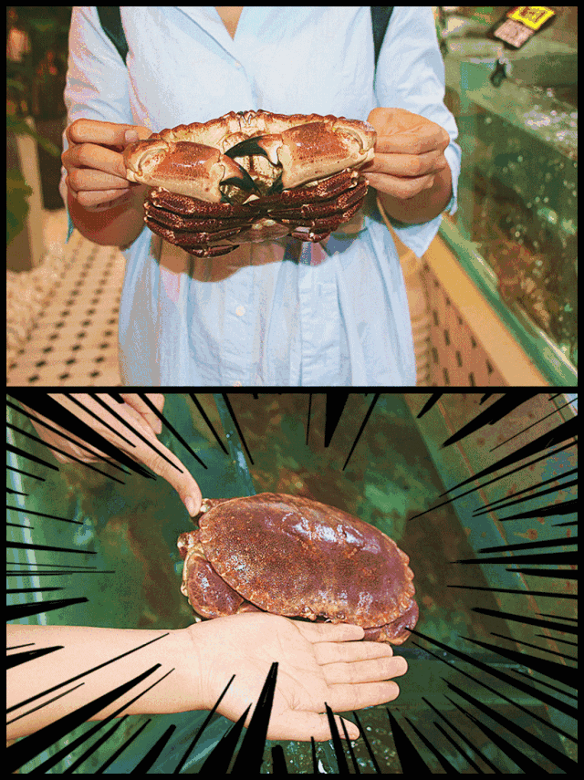 真的是"面包"蟹!而且是大面包的那种!