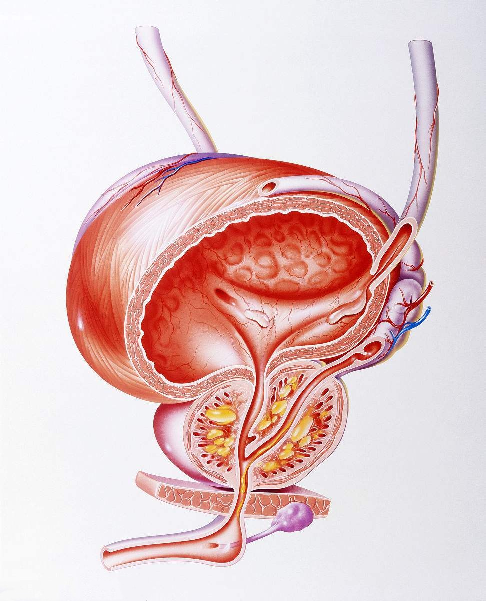 男人禁欲太久恐生病久无房事易致前列腺炎中医如何对症治疗
