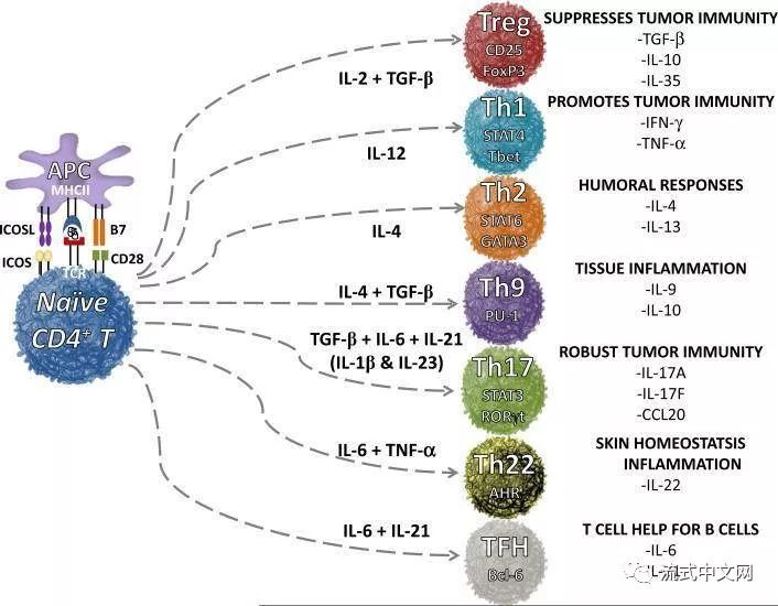 健康 正文  初始cd4 + t细胞可分化成不同的亚群并引发不同的免疫效应