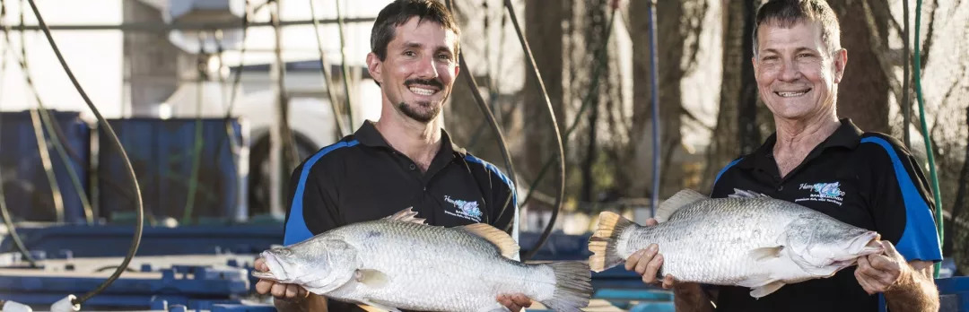 澳大利亚盲曹(barramundi,又称澳大利亚肺鱼,名字来自原住民的语言