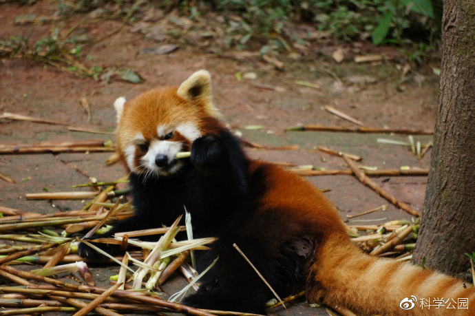67容易和浣熊混淆的本土动物之一红熊猫