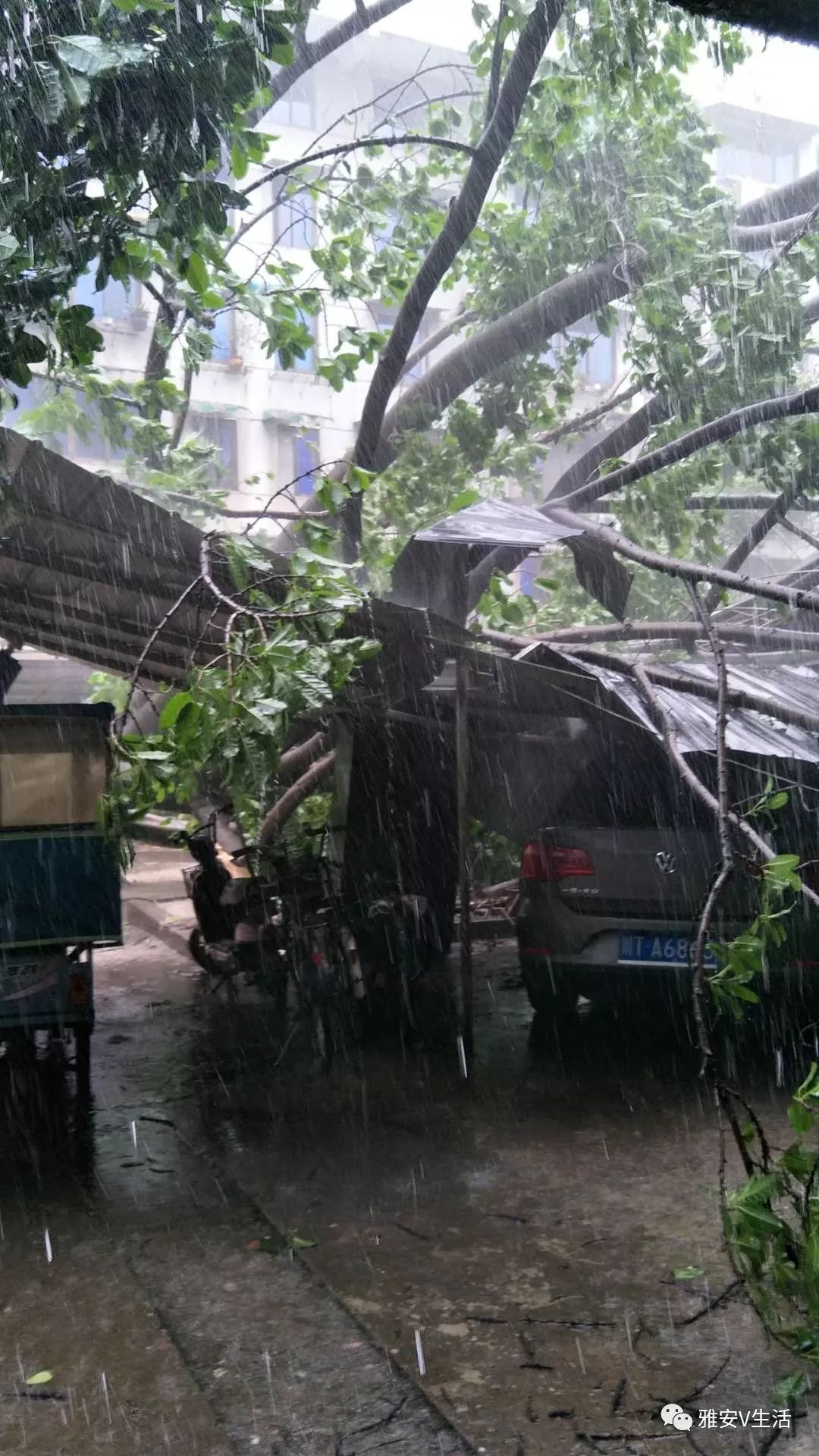 突如其来的一场狂风暴雨,大树们"很受伤"