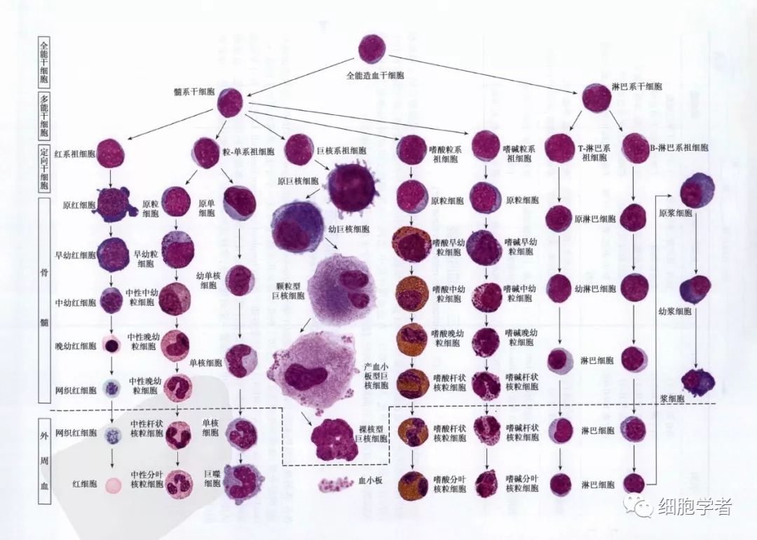 血液细胞形态观察若干知识点骨髓细胞形态正常