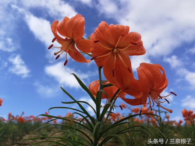 中国百合之都兰州七里河长的最高的百合花.