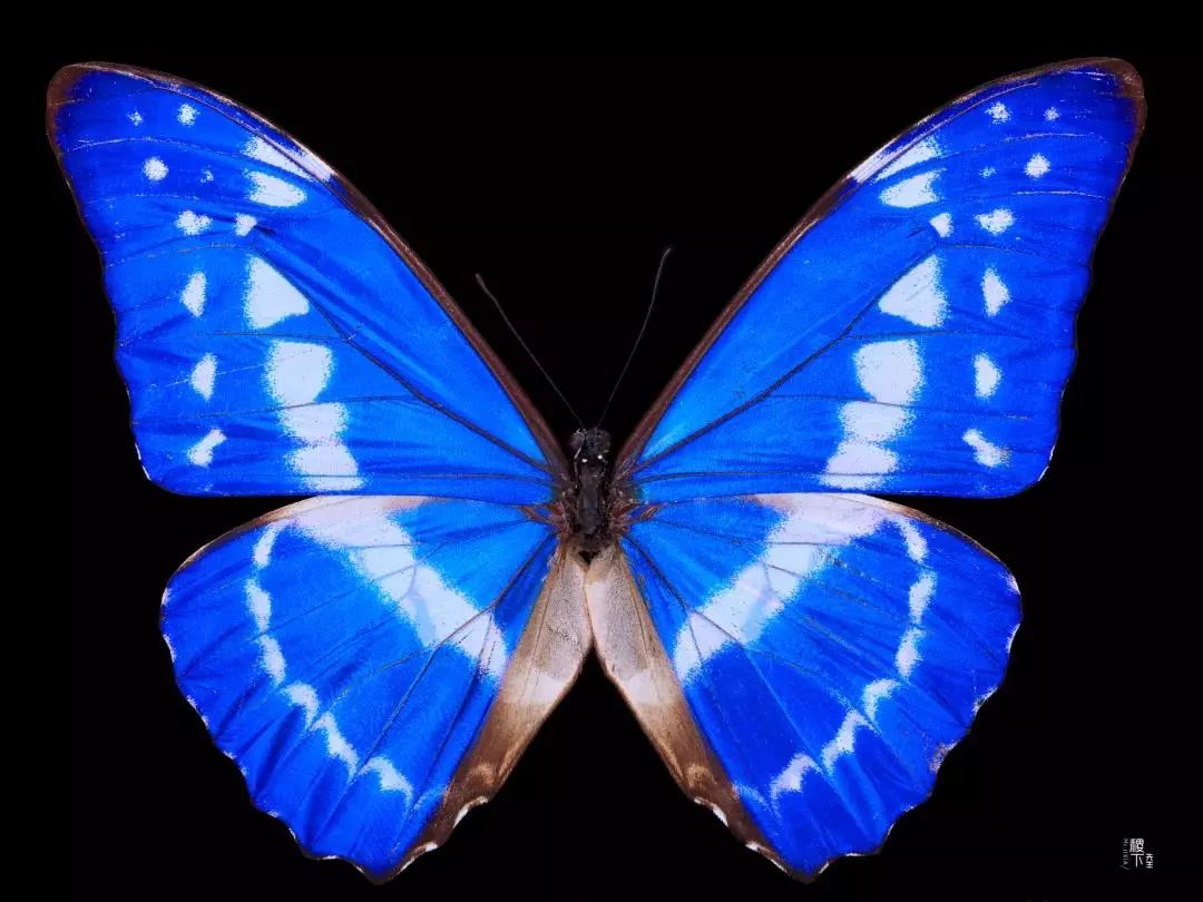 portis thamyris门亮闪蝶morpho deidamia briseis梦幻闪蝶actias