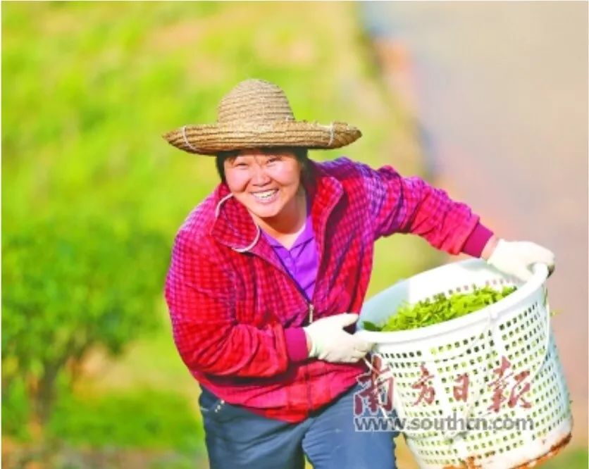 制作茶叶陆幸生 摄丰顺县龙岗镇马图村有着300多年的种茶历史郑婉英