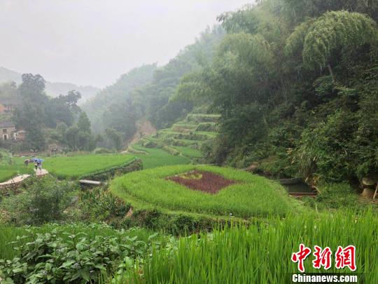 研制水稻喂鱼浙江大学新成果促进山区农业增收